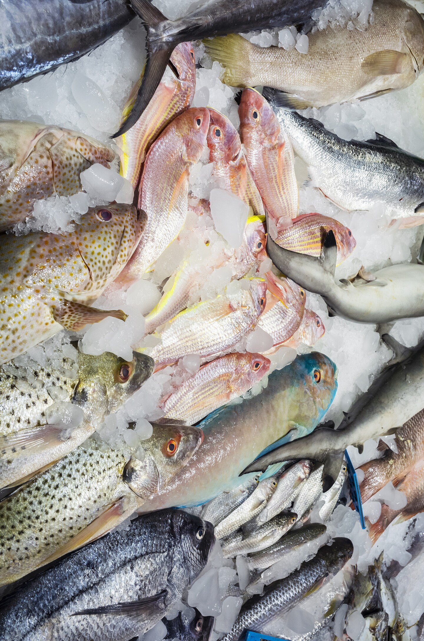 Fish Market, 2022, Archival inkjet print, 83,82 &times; 127 cm